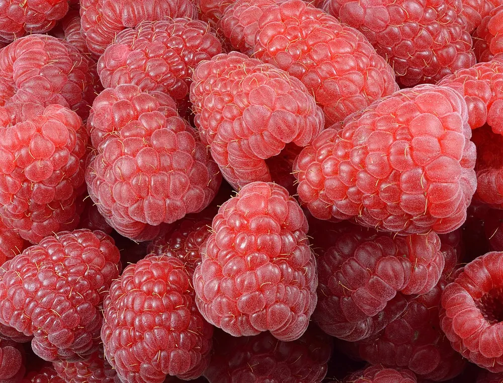 Gros plan de framboises rouges montrant leurs petits grains et leur centre creux